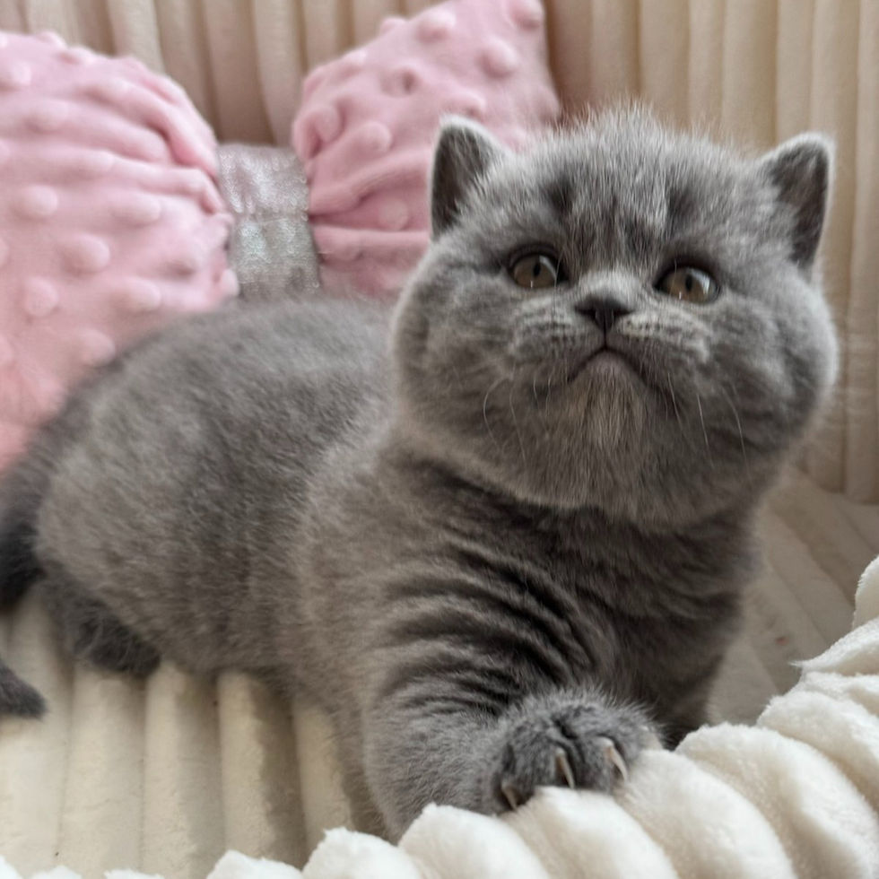 Thumbnail: 093 Kitty (U) Scottish Straight shorthair female kitten
