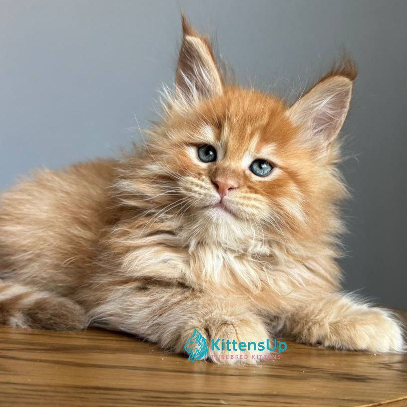Maine Coon