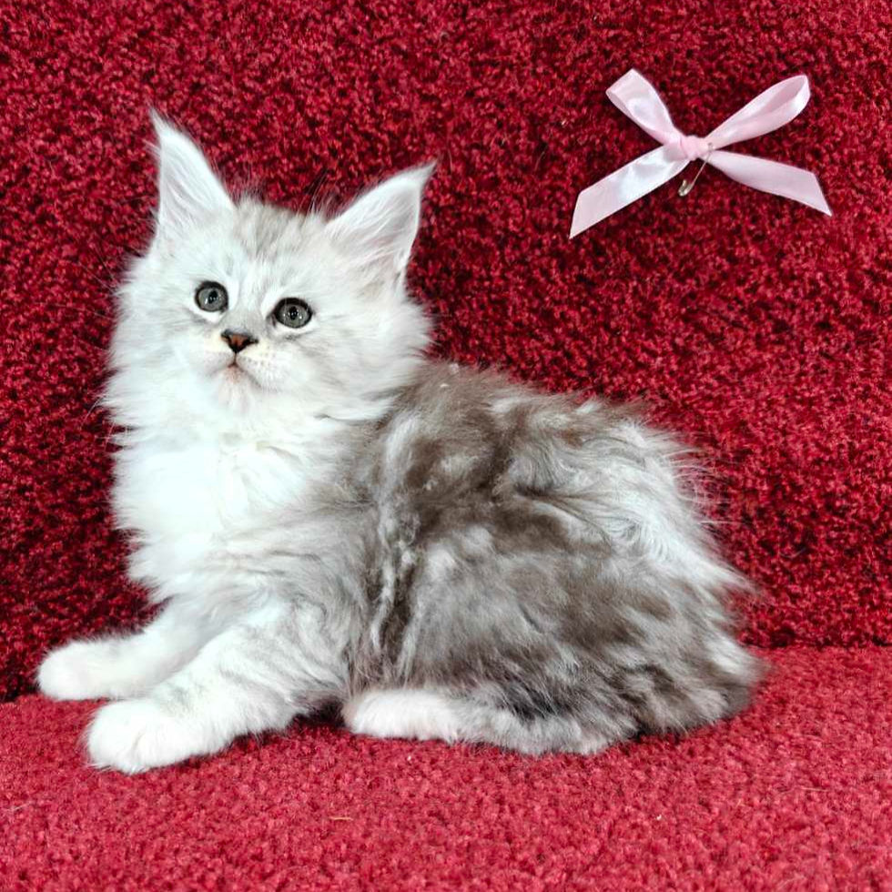 Thumbnail: Maine Coon