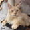 Thumbnail: Maine Coon