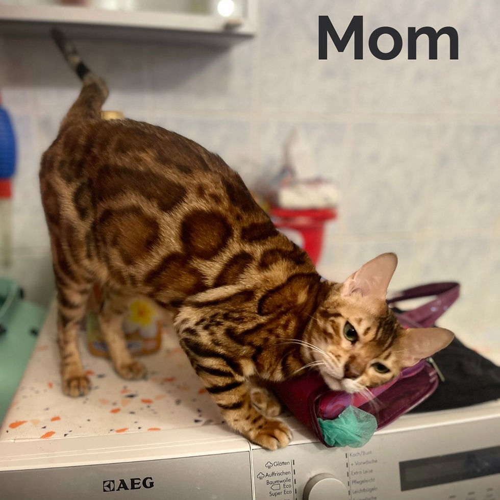 Thumbnail: 170 Zeus (U) purebred Bengal male kitten