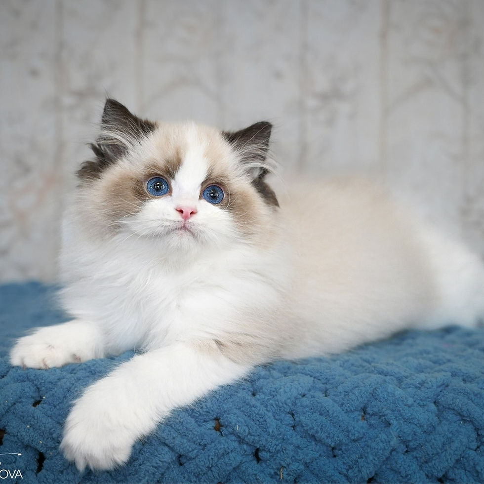 Thumbnail: 086 Bounty (U) Ragdoll male kitten