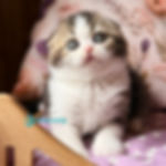 Scottish fold