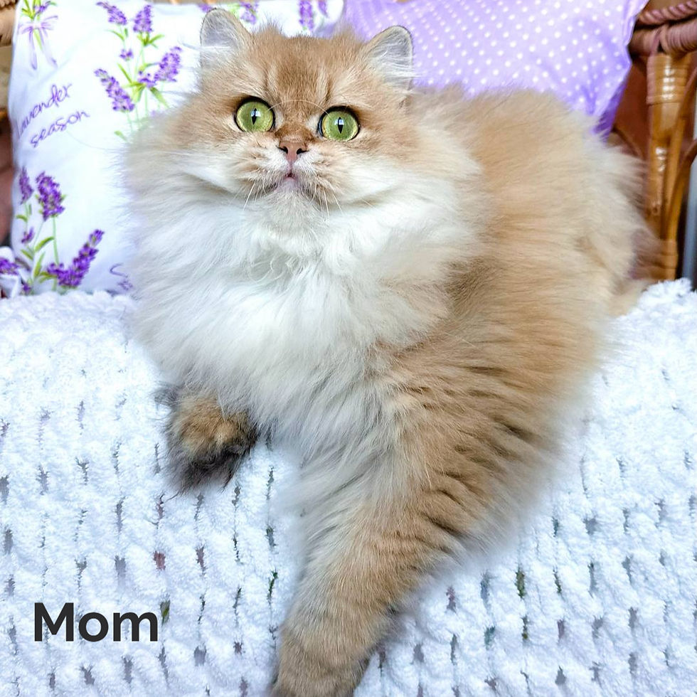Thumbnail: 445 Bahar (U) British shorthair male kitten