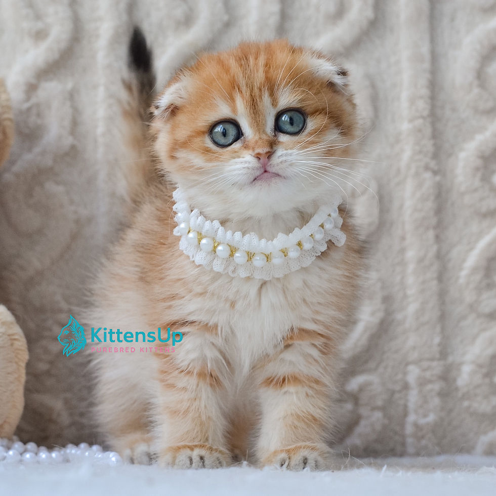 Scottish Fold
