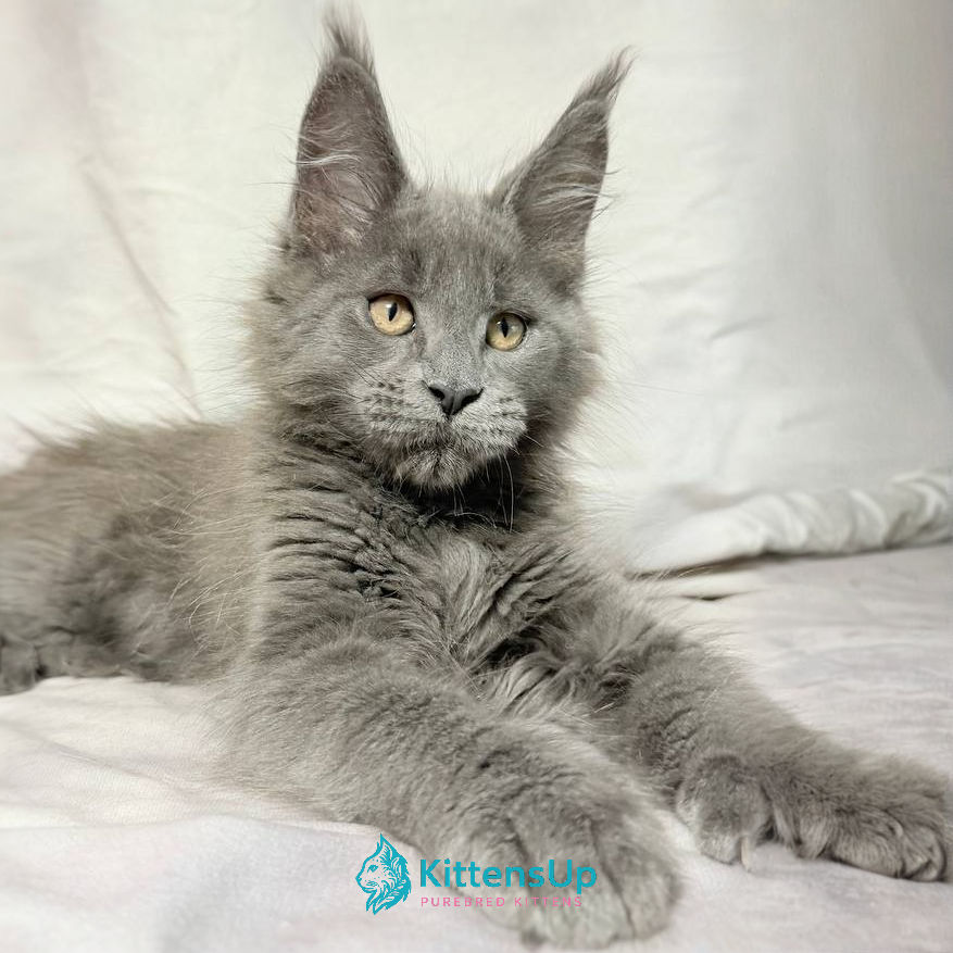 Maine Coon