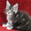 Thumbnail: 1191 Martin (U) Maine Coon male kitten