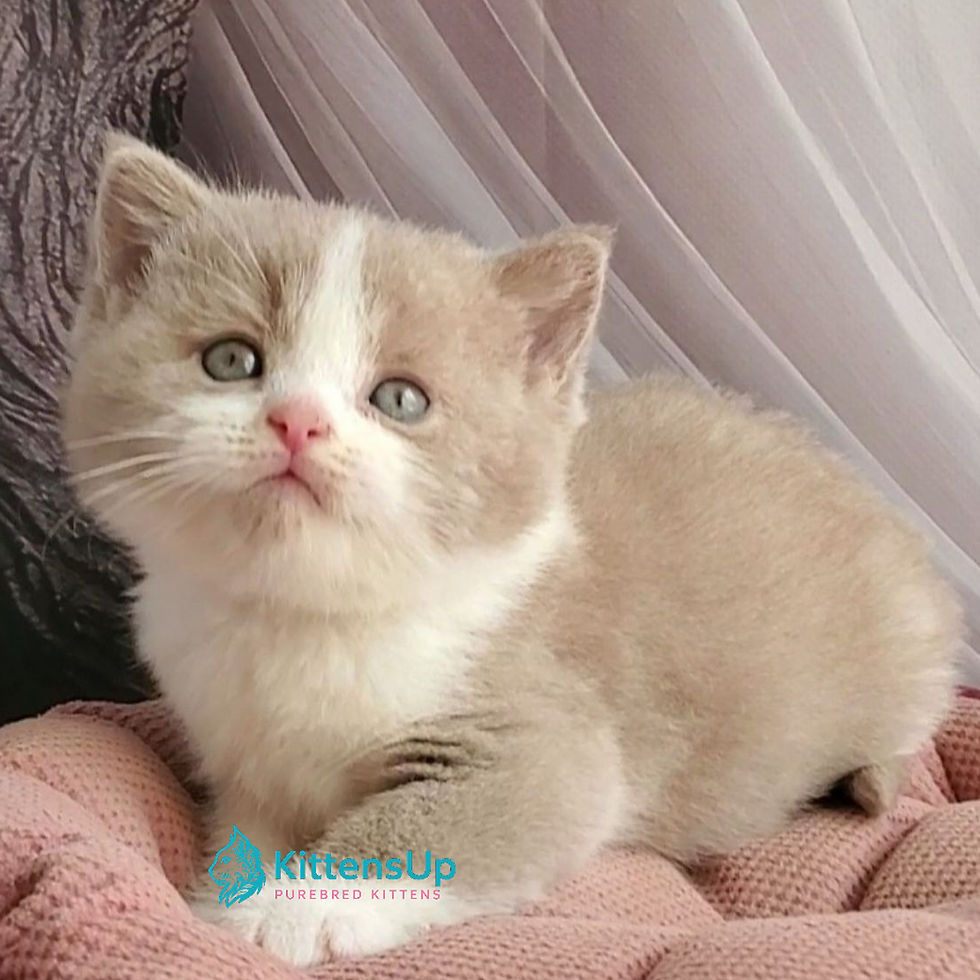 Thumbnail: British shorthair