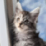 Thumbnail: 892 Indigo (U) Maine Coon Male kitten