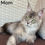 Thumbnail: Maine Coon