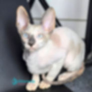 Cornish Rex