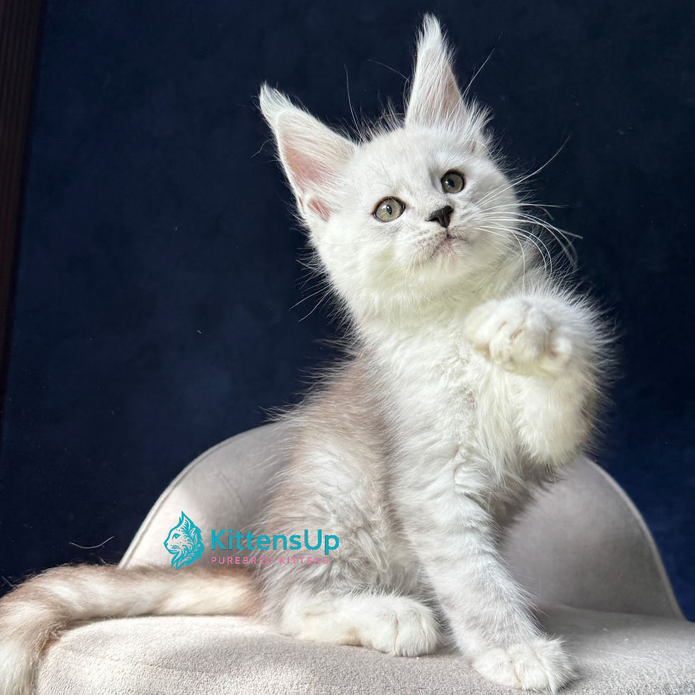 Thumbnail: Maine Coon