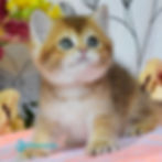 Thumbnail: 581 Dean (U) British kitten male kitten