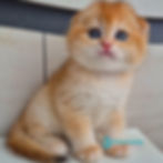 Thumbnail: Scottish fold