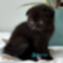 Scottish Fold