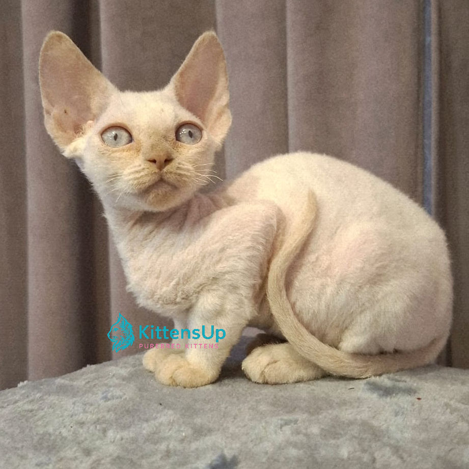 Devon Rex