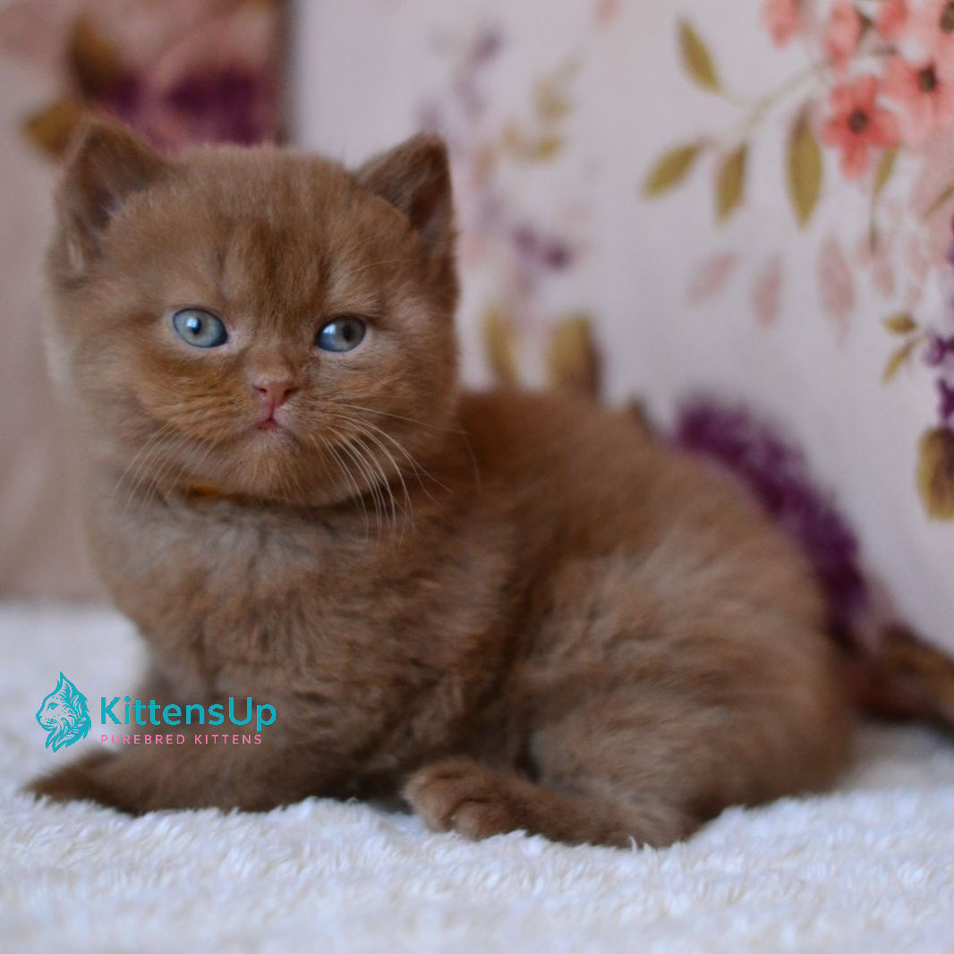 348 Evan (U) British shorthair male kitten