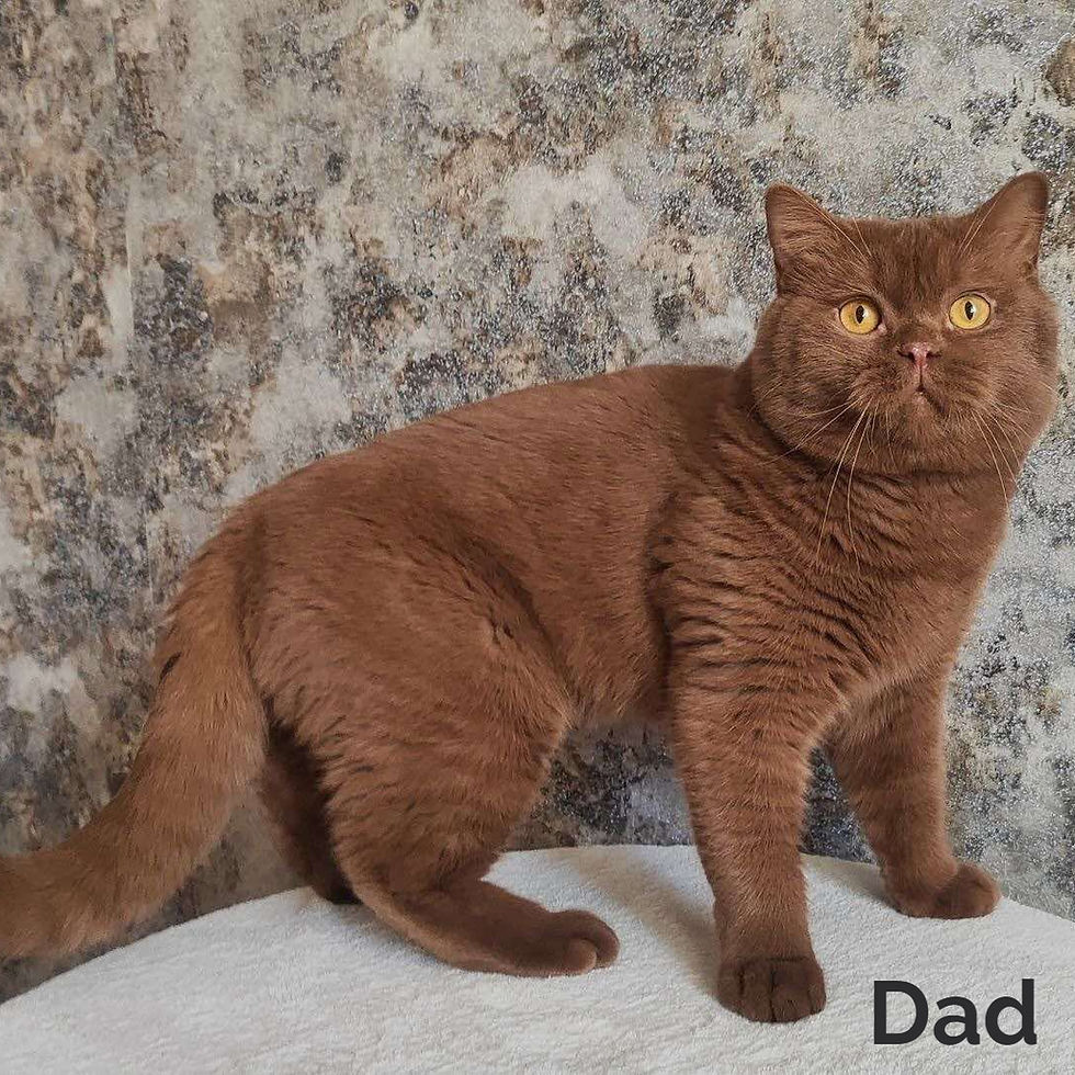 Thumbnail: British shorthair