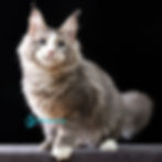 Maine Coon