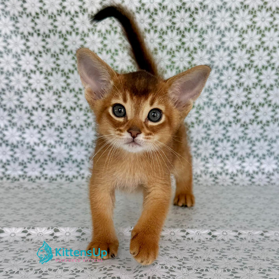 Abyssinian