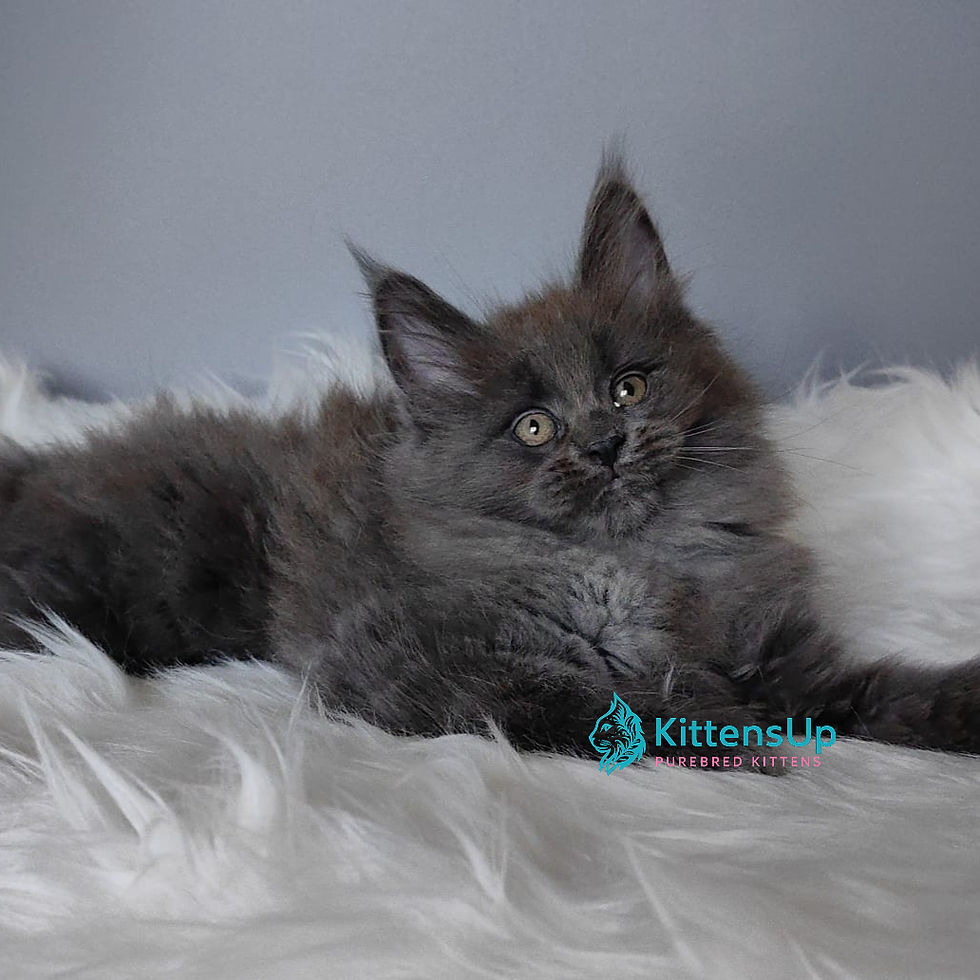 Thumbnail: Maine Coon