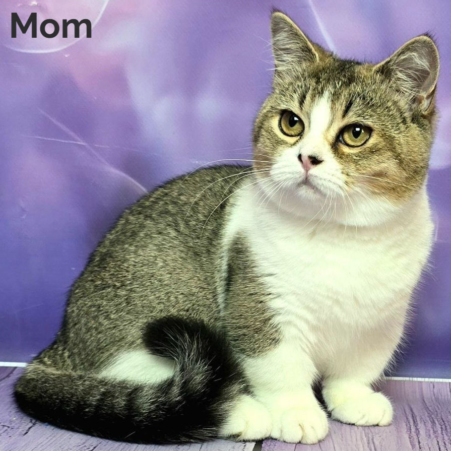 Thumbnail: 279 Crumble (U) Munchkin shorthair male kitten