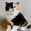 Thumbnail: 215 Queen Kelly (U) Scottish Straight shorthair female kitten