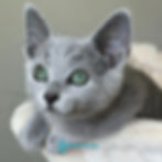Thumbnail: Russian blue