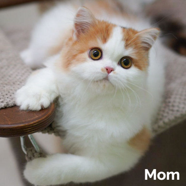 Thumbnail: Scottish fold