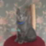 Russian blue