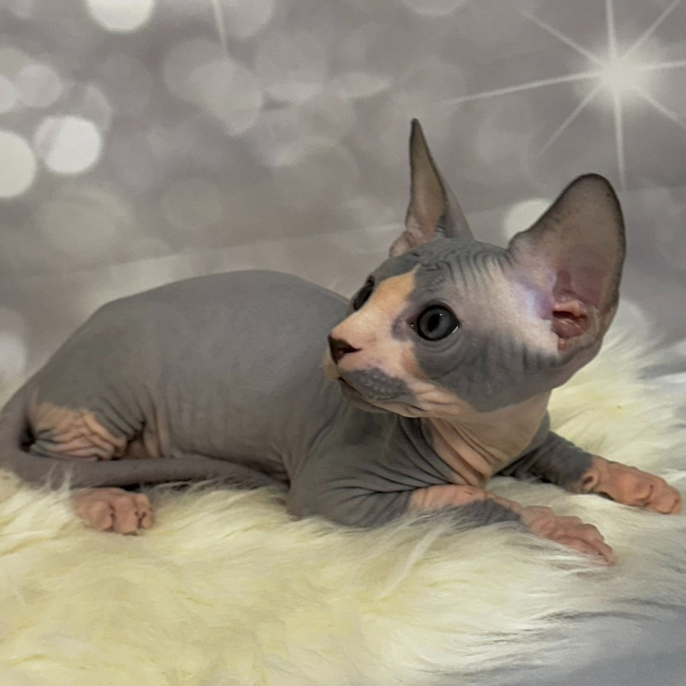 Thumbnail: 105 Jeri (U) Sphynx male kitten