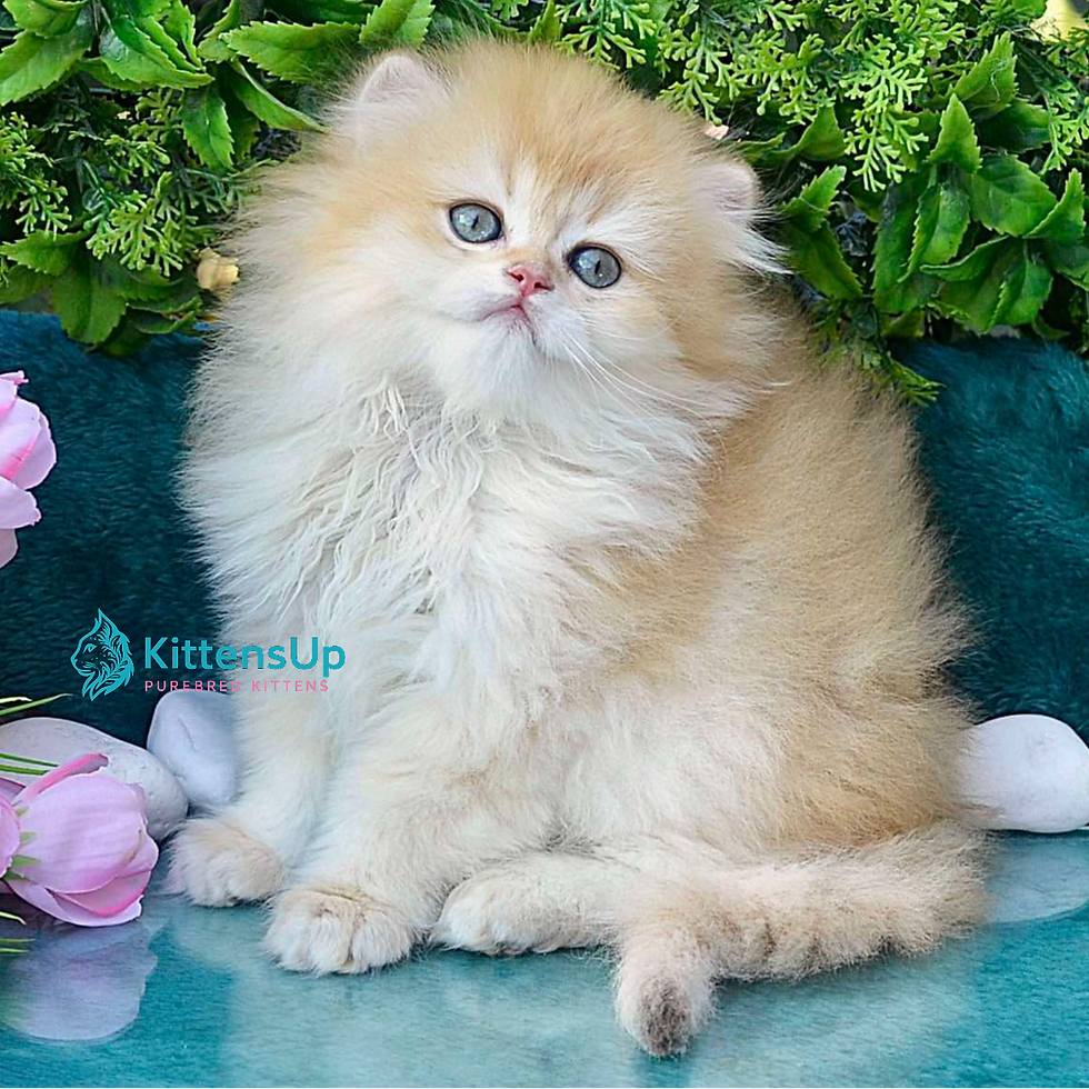 British longhair