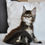 Thumbnail: 626 Ulan (U) Maine Coon male kitten