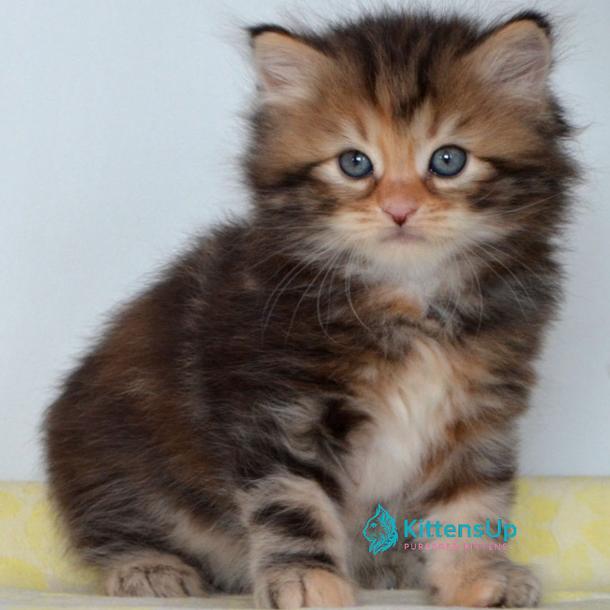 Thumbnail: Siberian
