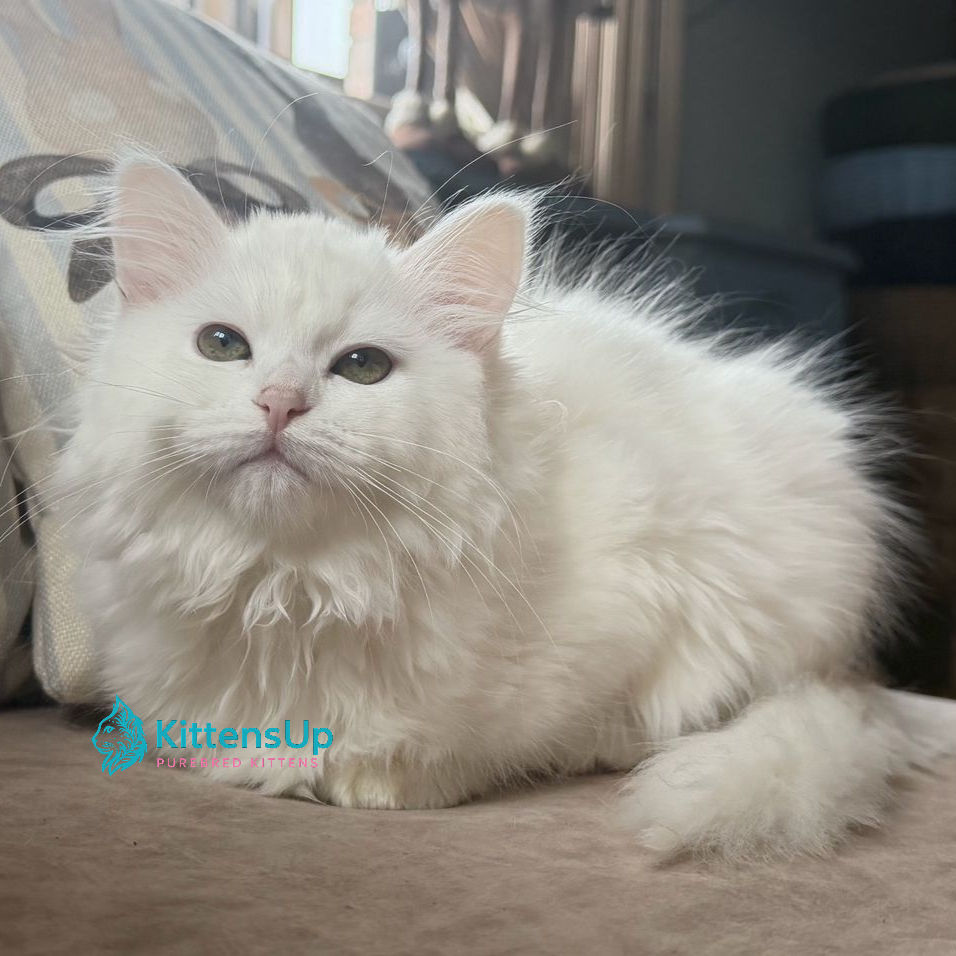 Siberian
