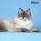 Thumbnail: 148 Everest (R) Siberian male kitten