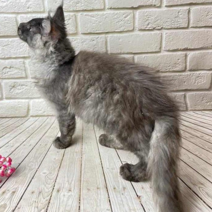 Thumbnail: 796 Irbis (U) Maine Coon male kitten