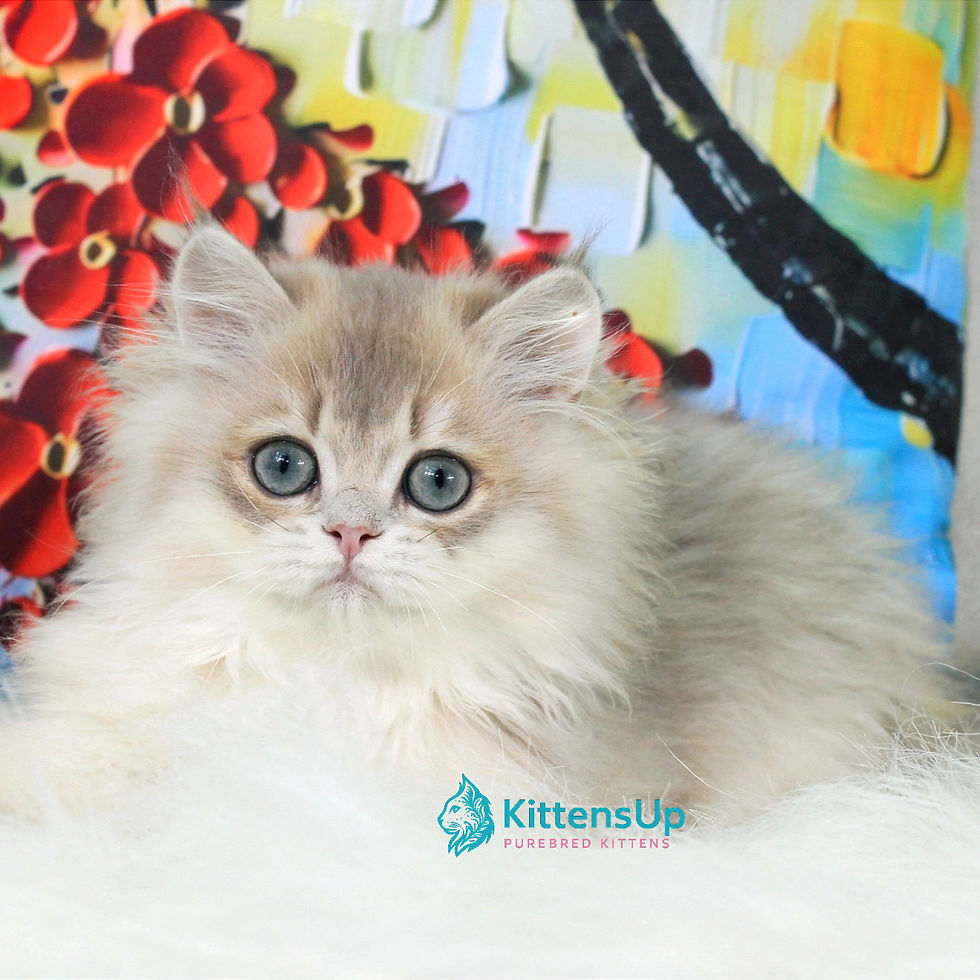 Thumbnail: 449 Peach (U) British longhair male kitten