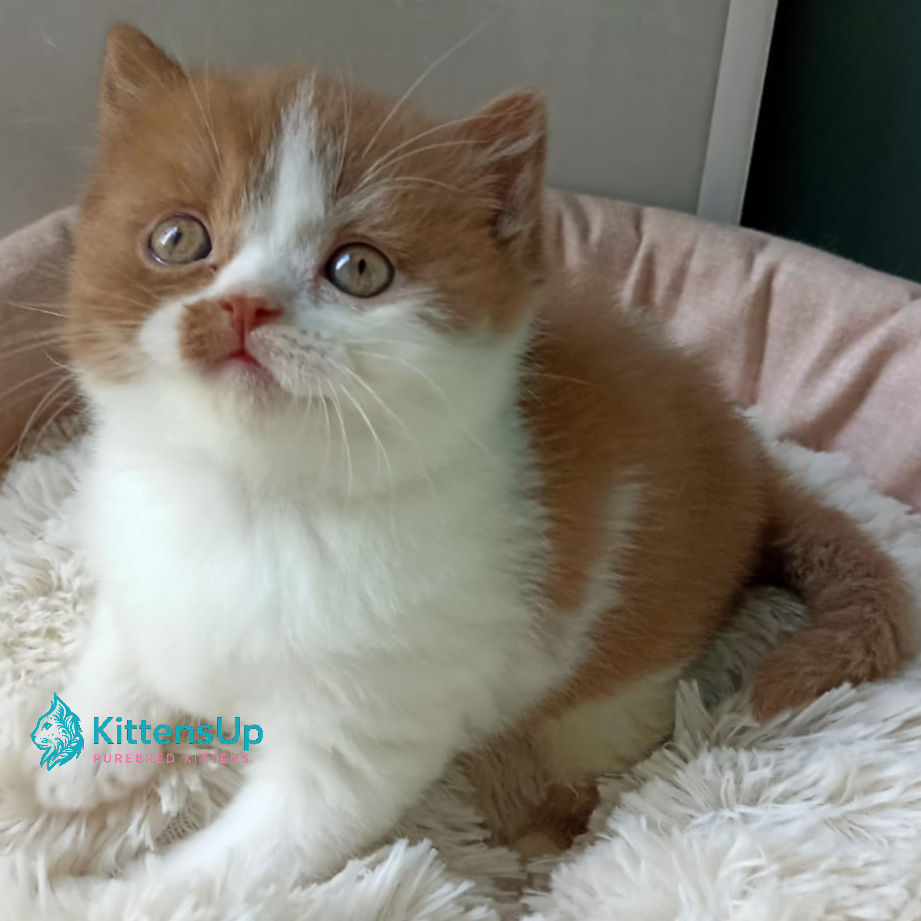 Thumbnail: British shorthair