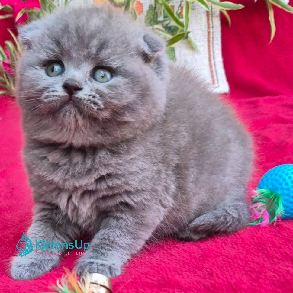 Scottish Fold
