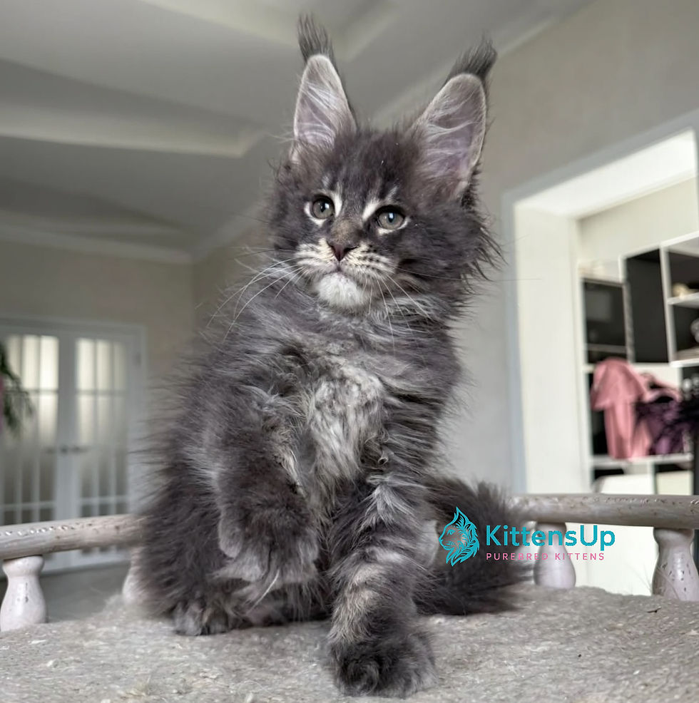 Thumbnail: Maine Coon