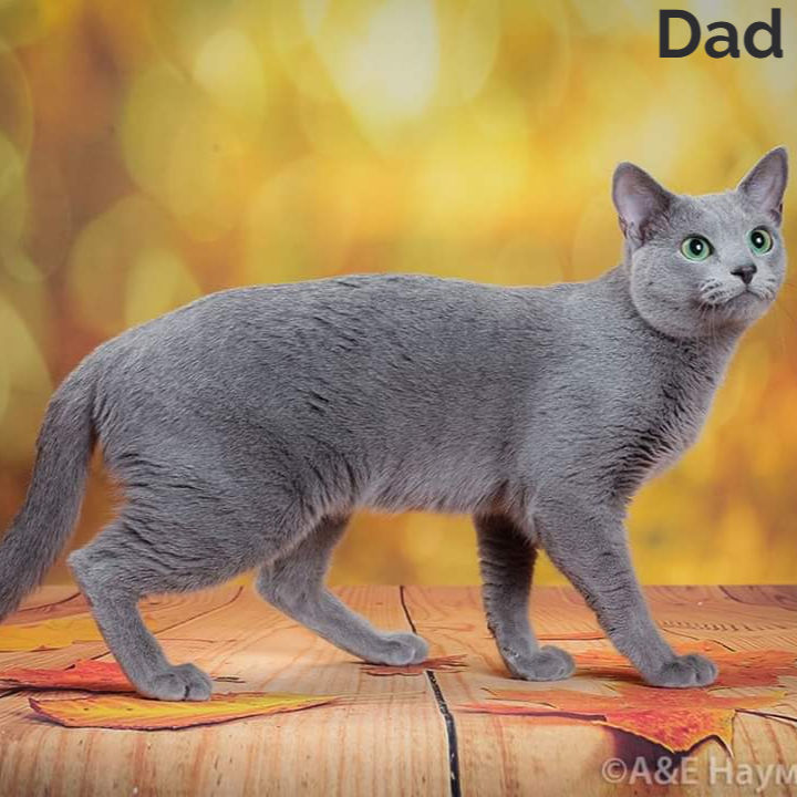 Thumbnail: Russian blue