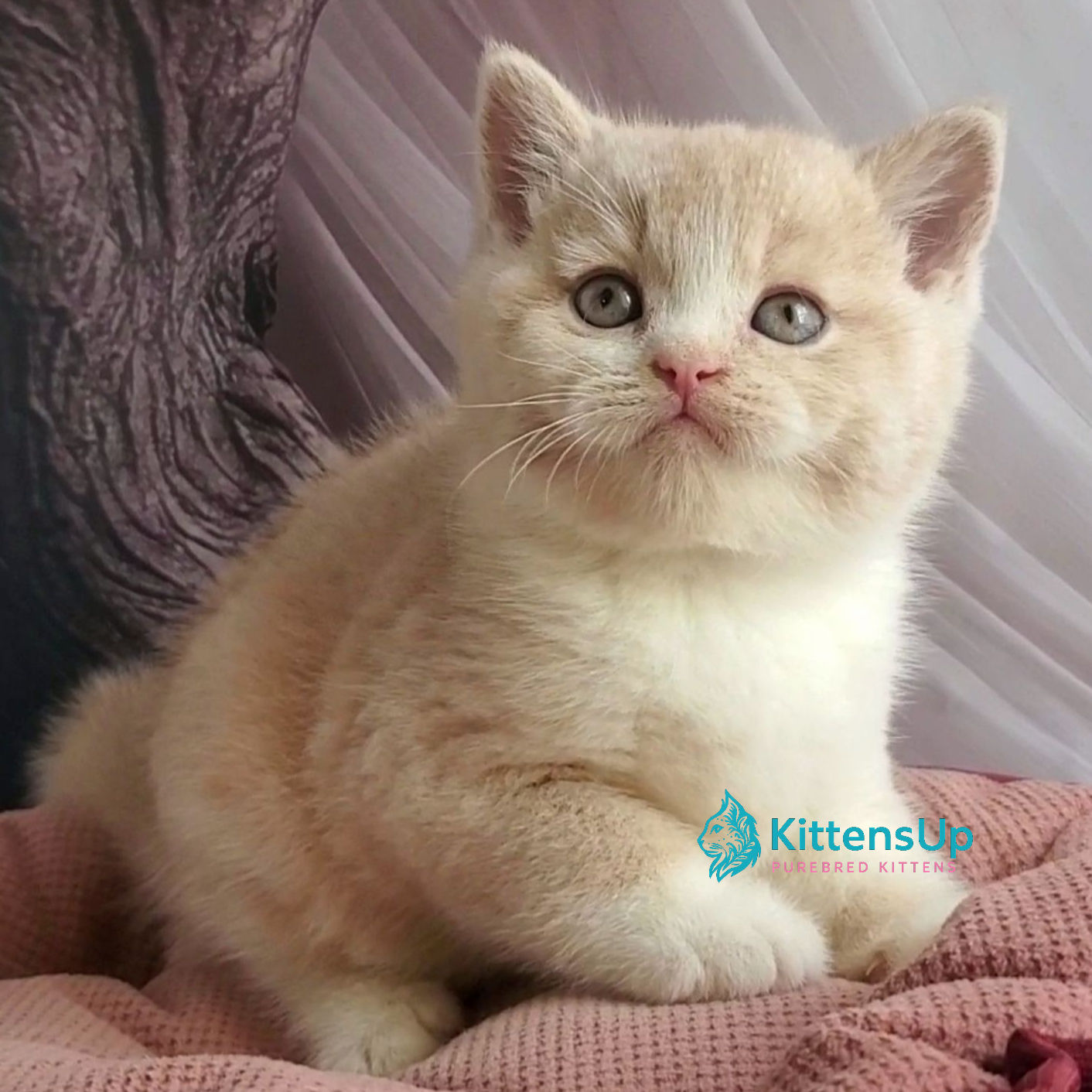 360 Uno (U) British longhair male kitten