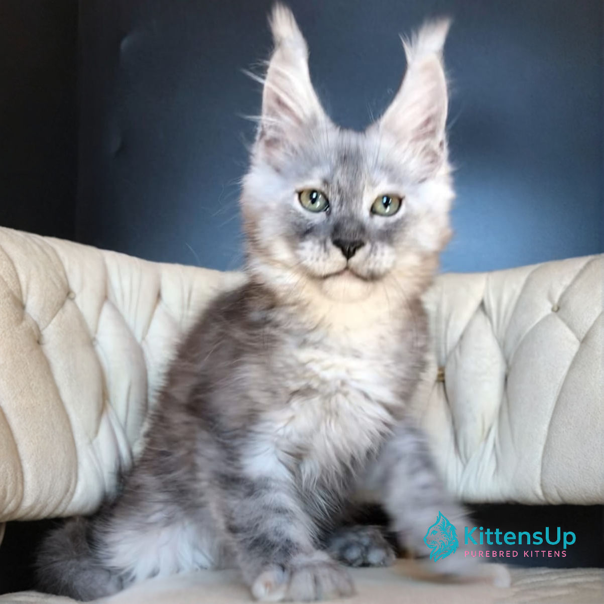 Maine Coon