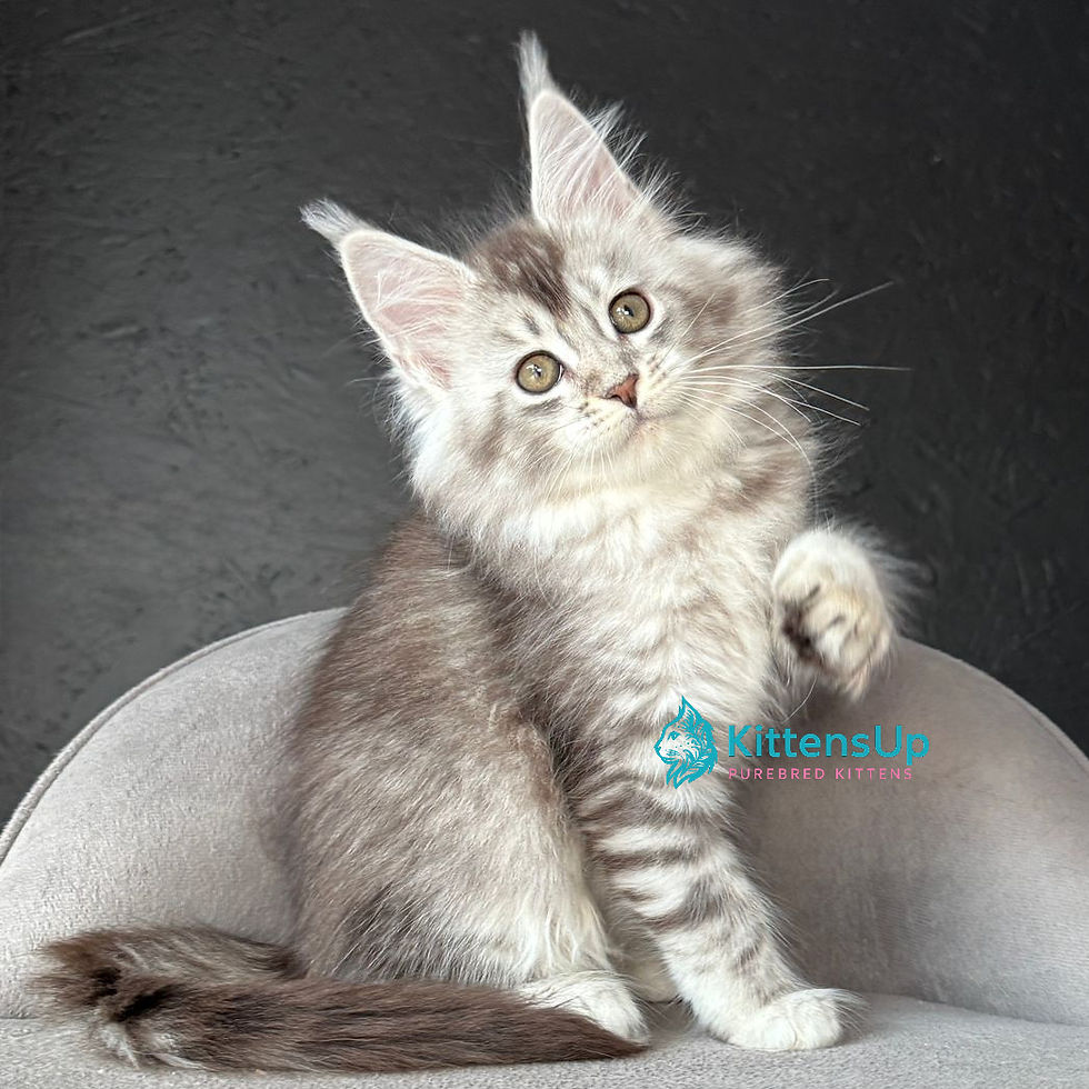 Maine Coon
