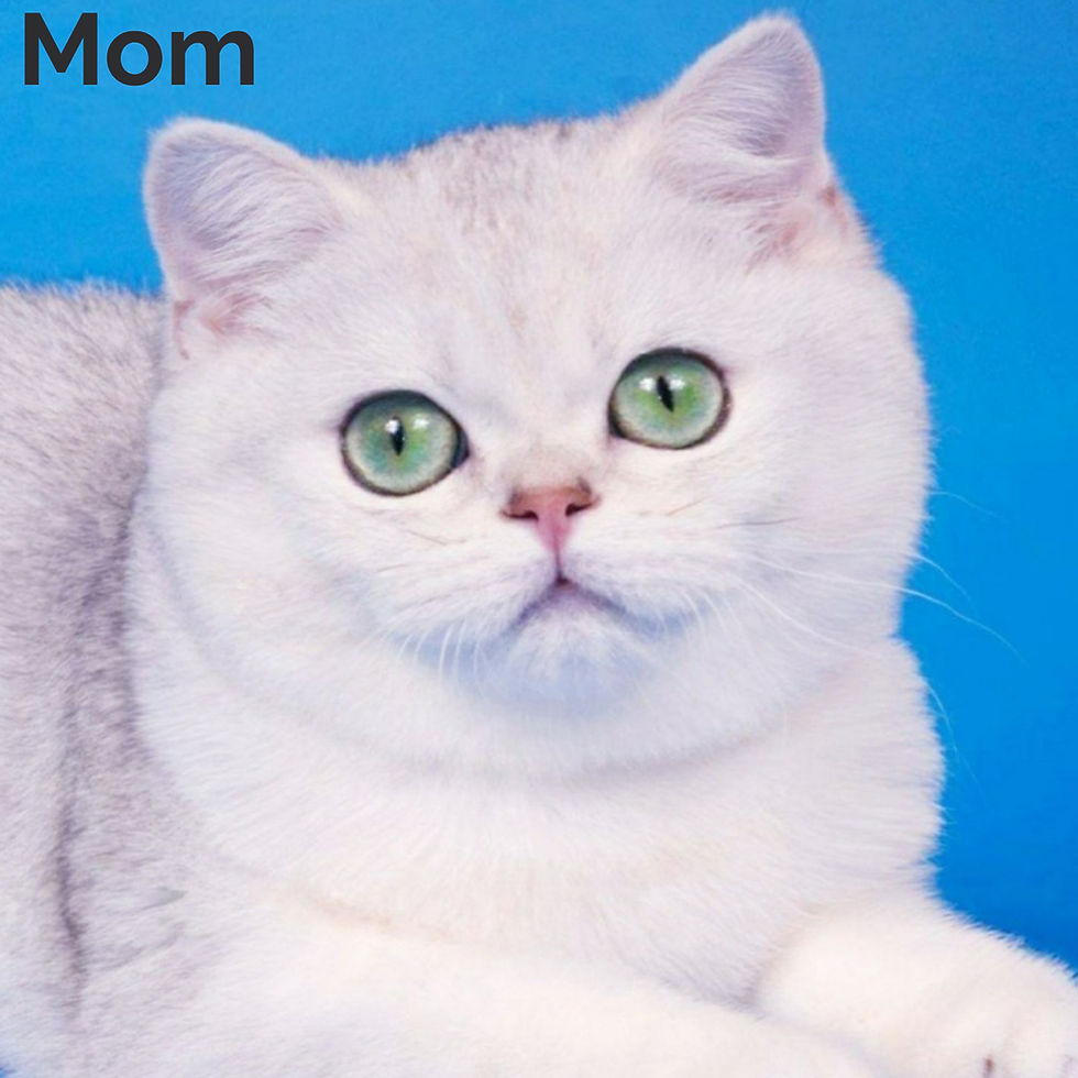Thumbnail: British shorthair