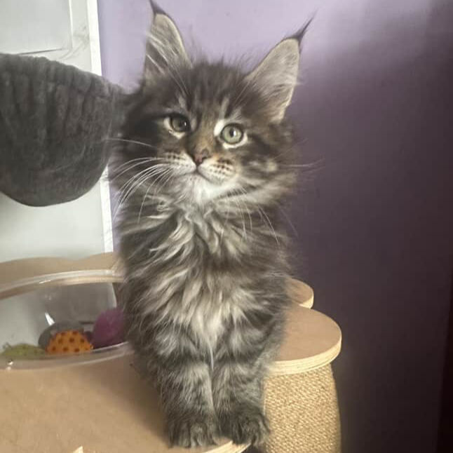 Thumbnail: Maine Coon