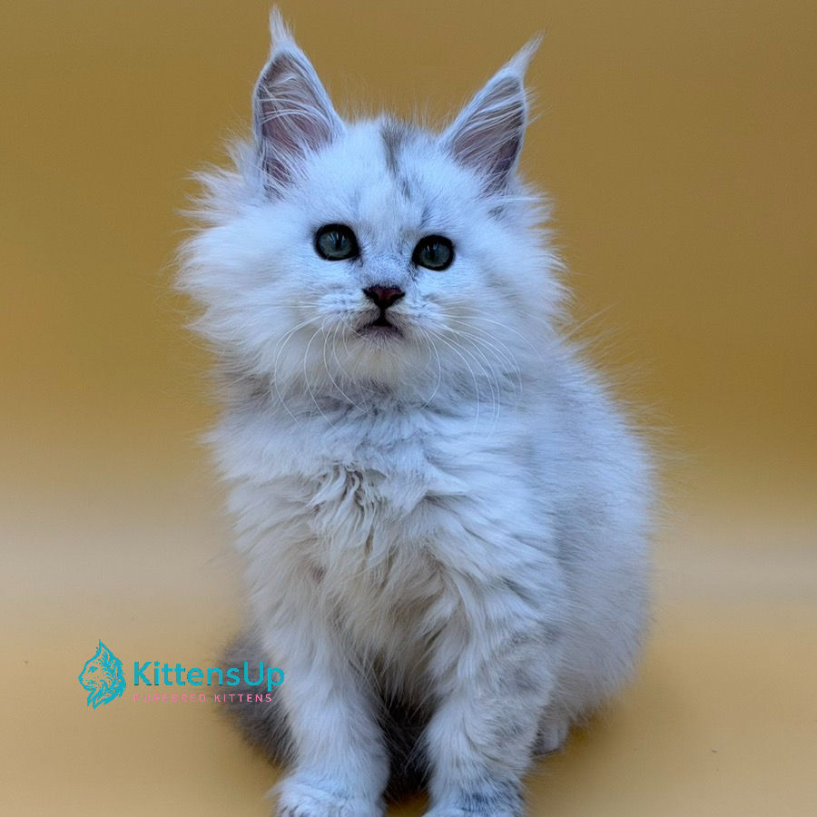 Maine Coon