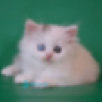 Thumbnail: 467 Oscar (U) Scottish Straight longhair male kitten