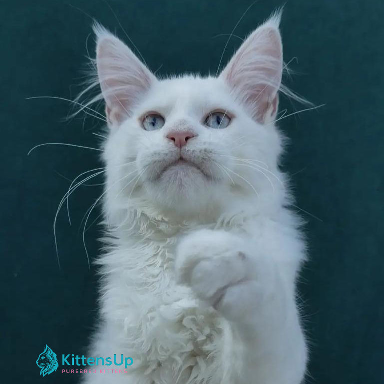 Maine Coon